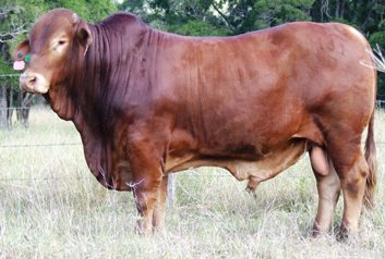Bryvonlea Irish Lot 145